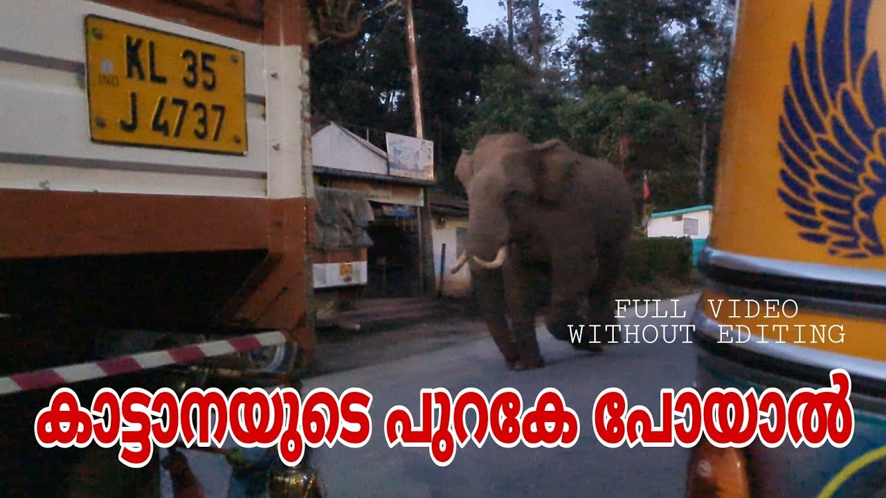 How to follow a wild Elephant || Bandipoor Forest ||