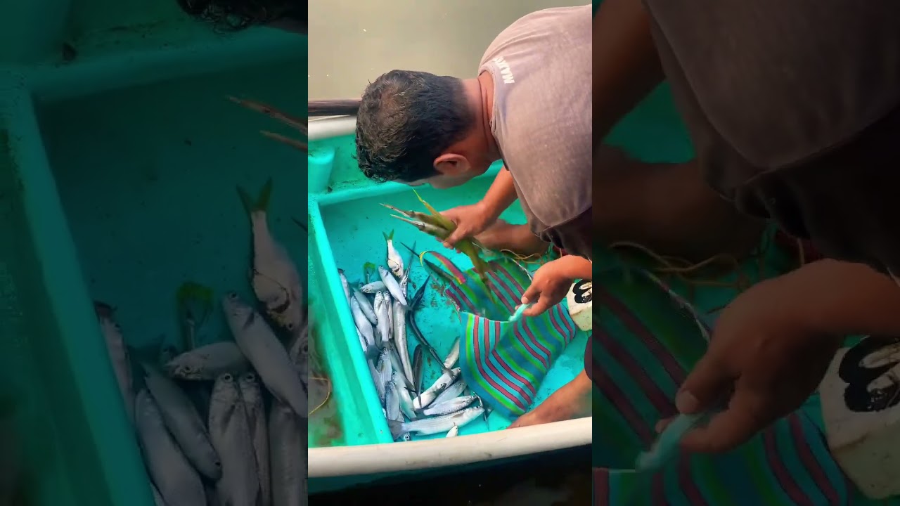 Mullet Fish | Back Water River Fishing || #viral #trending #shorts #shortsfeed