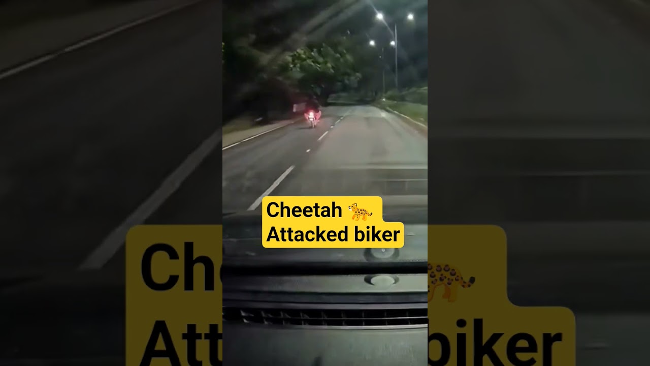 Cheetah attacked man zoo park road #tirupati #alipiri