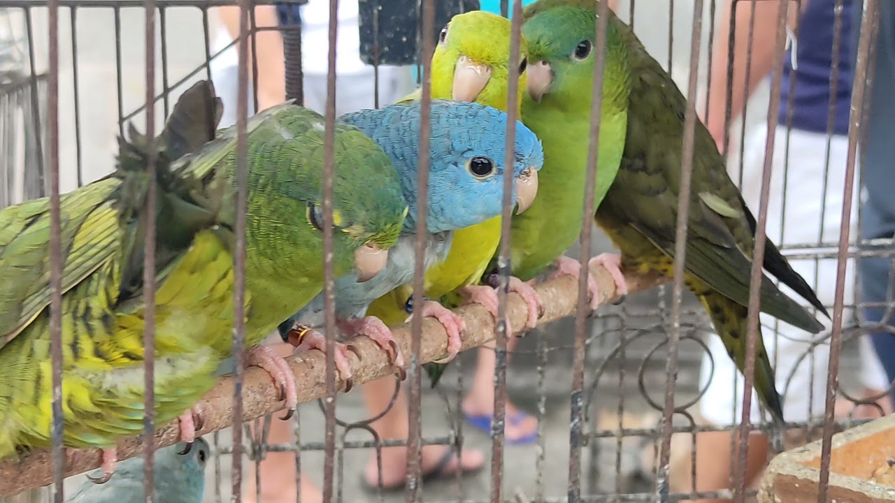 Perequito Catarina - Feira de Caxias