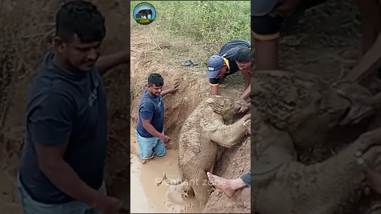 Man pulls baby elephant out of an abandoned well  #elephant #wildlife #animals