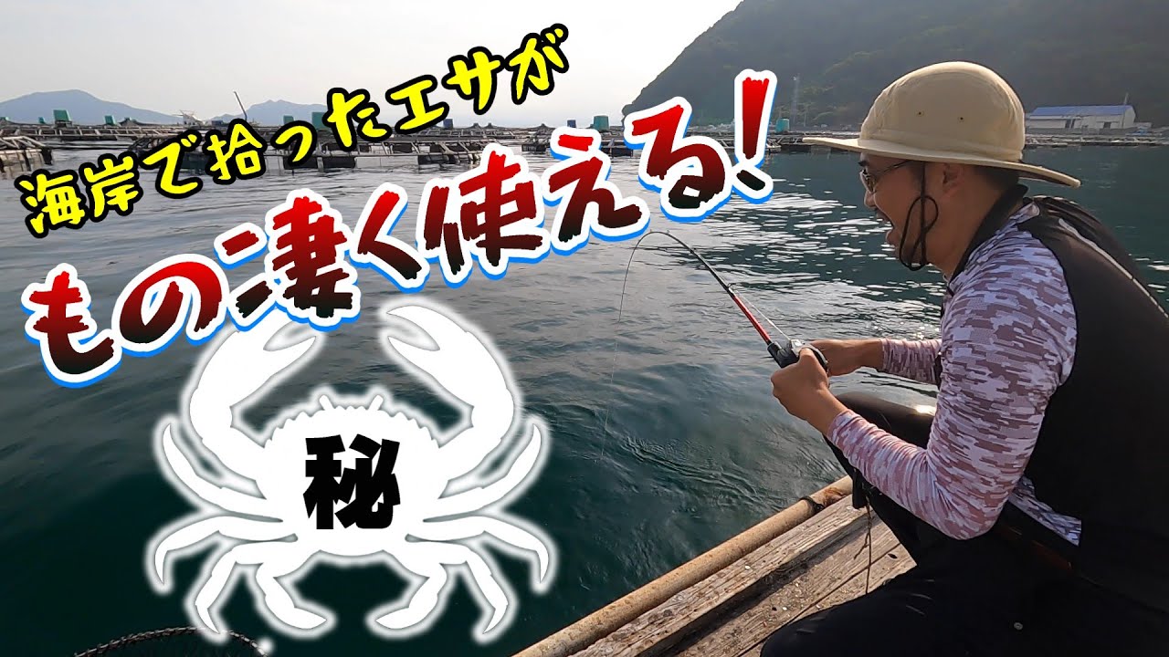 【かかり釣り】お薦めしたい。秋チヌの当たり餌【蛭子丸】
