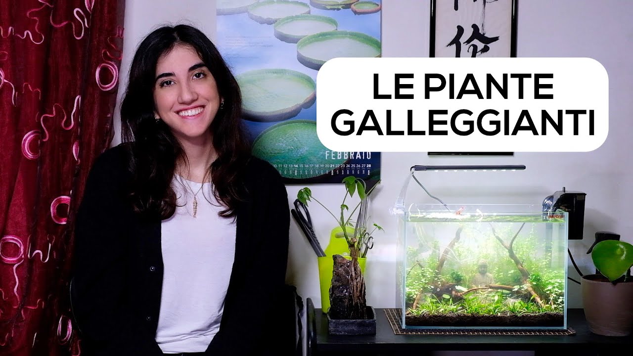 Le PIANTE GALLEGGIANTI in ACQUARIO