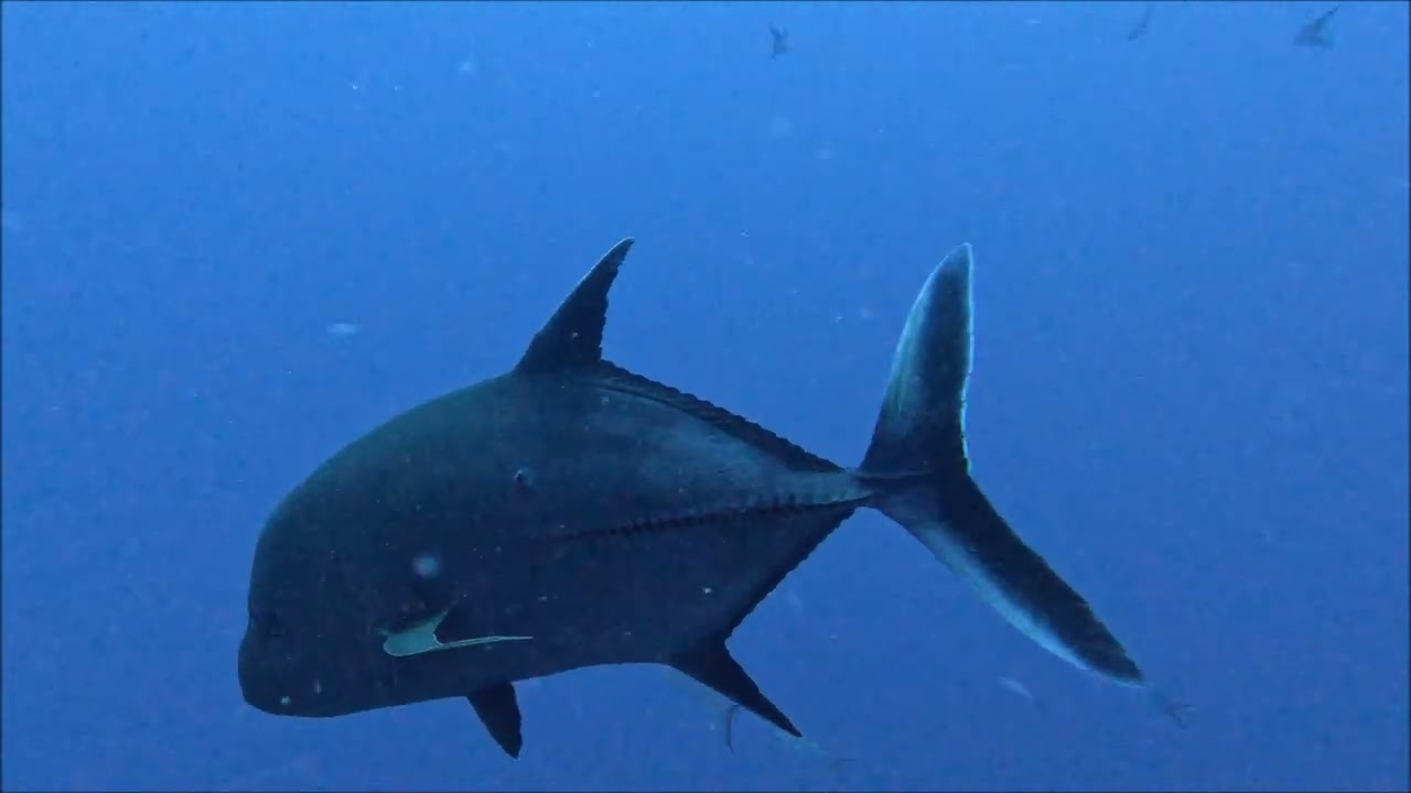 plongee secpaté 20260210