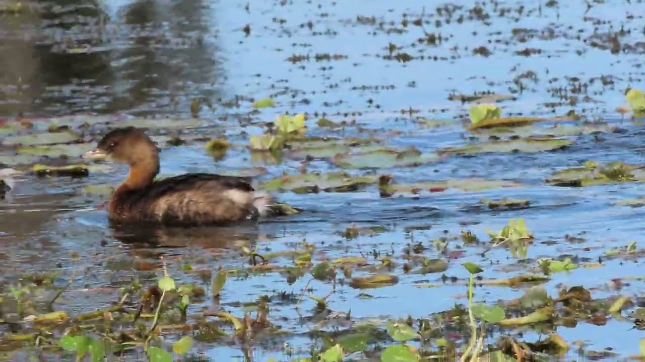 4 Pied Billed Grebes Swim by American Coots at Orlando Wetlands! Christmas, Florida