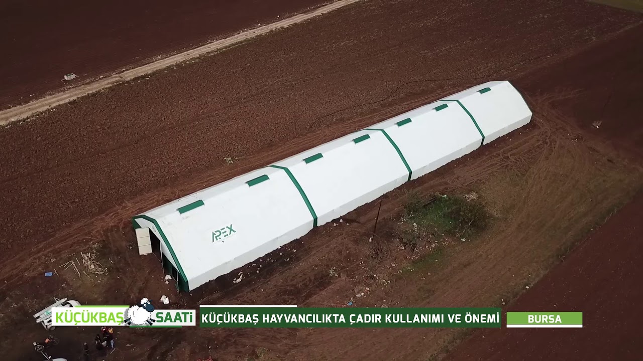 KÜÇÜKBAŞ HAYVANCILIKTA ÇADIR KULLANIMI | KÜÇÜKBAŞ SAATİ