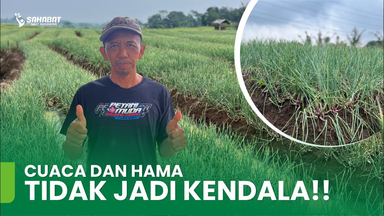 PENGALAMAN TIDAK PERNAH BOHONG!!TIPS BUDIDAYA BAWANG MERAH DI CUACA EKSTRIM!!