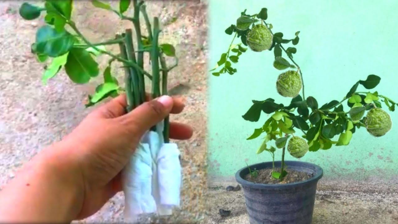 How to propagate kaffir lime tree from cuttingsToilet paper