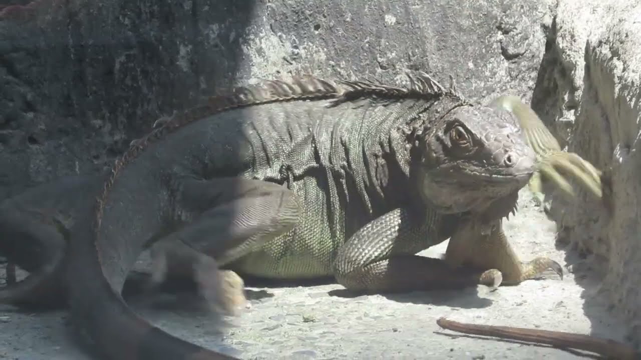 Egg Protection Saga: A Mother Iguana's Journey in the Zoo