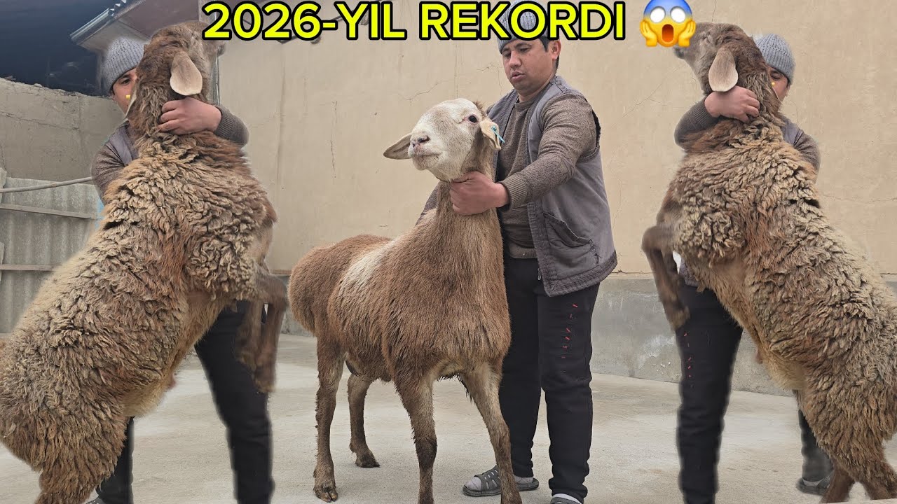 🇰🇬...KATTA ARASHAN KOCHKORLA SOTUVGA KOYILDI🤝 NARXNI VIDYODA TOMOSHA KLG 😱😱