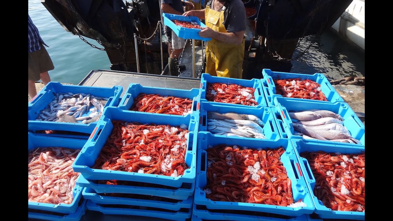 Descarga del pescado y marisco en el Puerto de Blanes