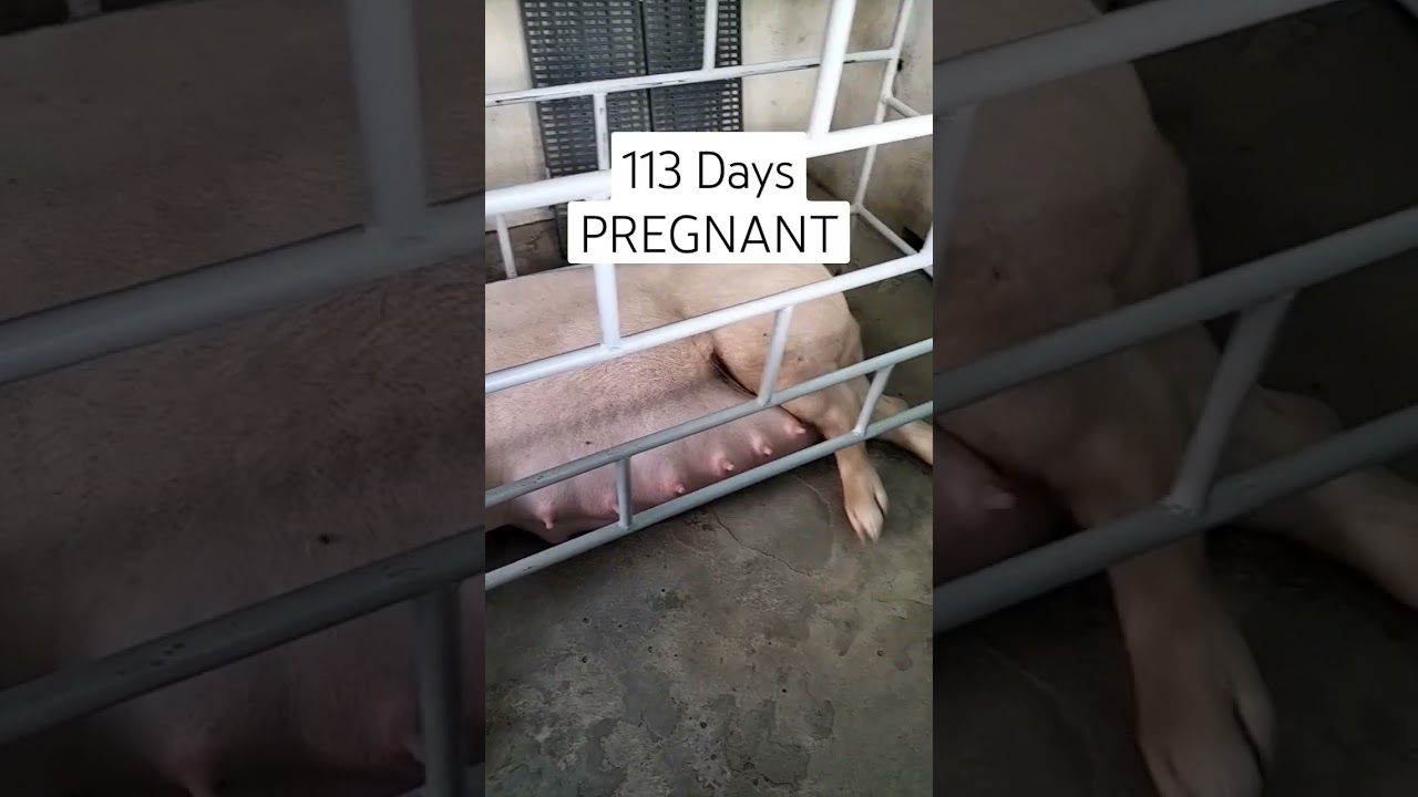 113 Days PREGNANT #baboy #pig #backyard #peppapig #inahingbaboy