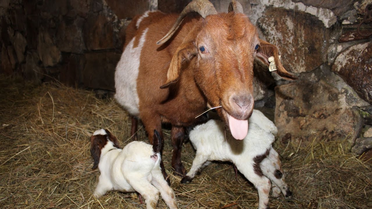 Goat Gives Birth to THREE Babies
