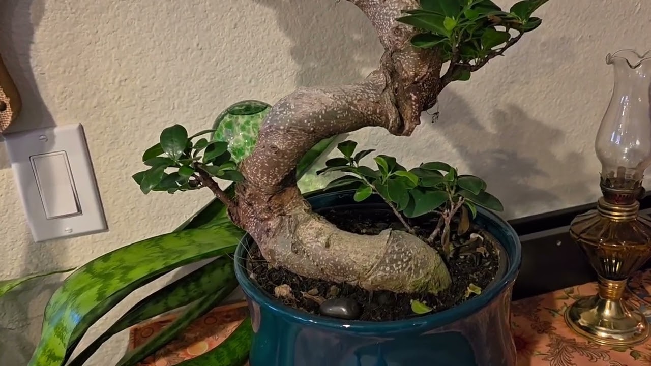 Who needs more plant content? ✋️✋️✋️