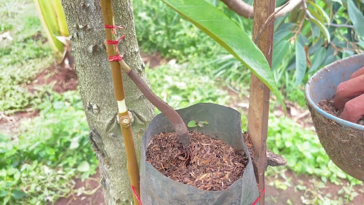 This Durian Graft Actually Worked! (Step-by-Step Proof)