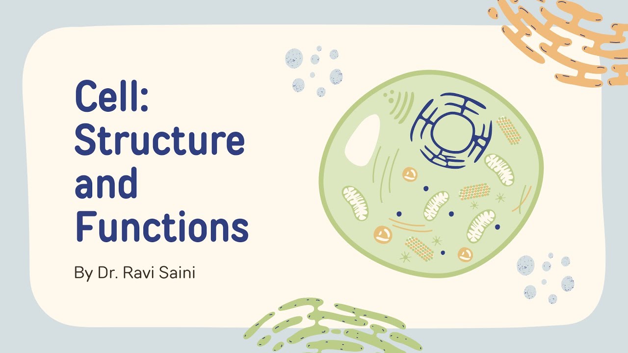 NEET NCERT Biology: centrosomes