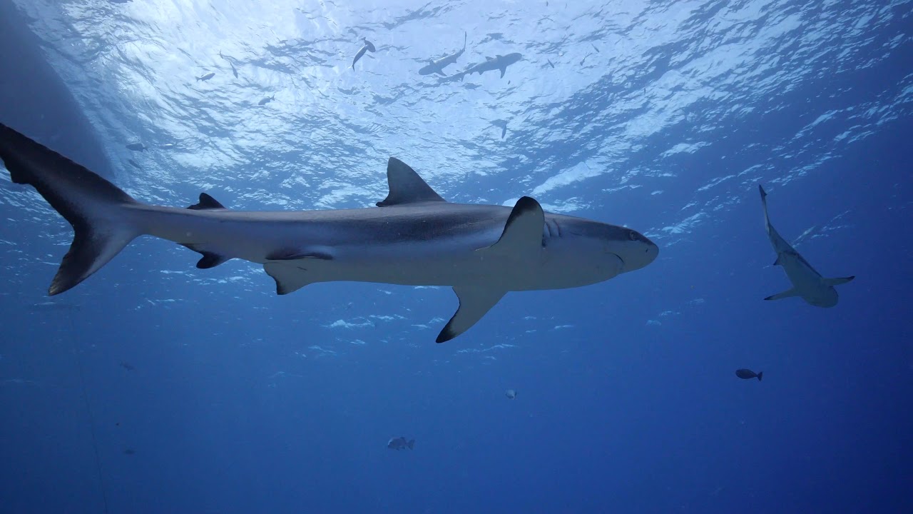 Yap Divers best dive sites - Vertigo