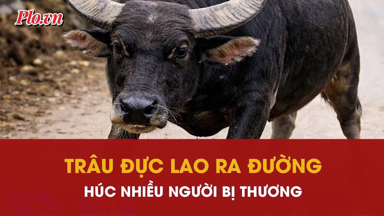 Trâu đực bất ngờ lao ra đường húc nhiều người bị thương ở Quảng Trị | PLO