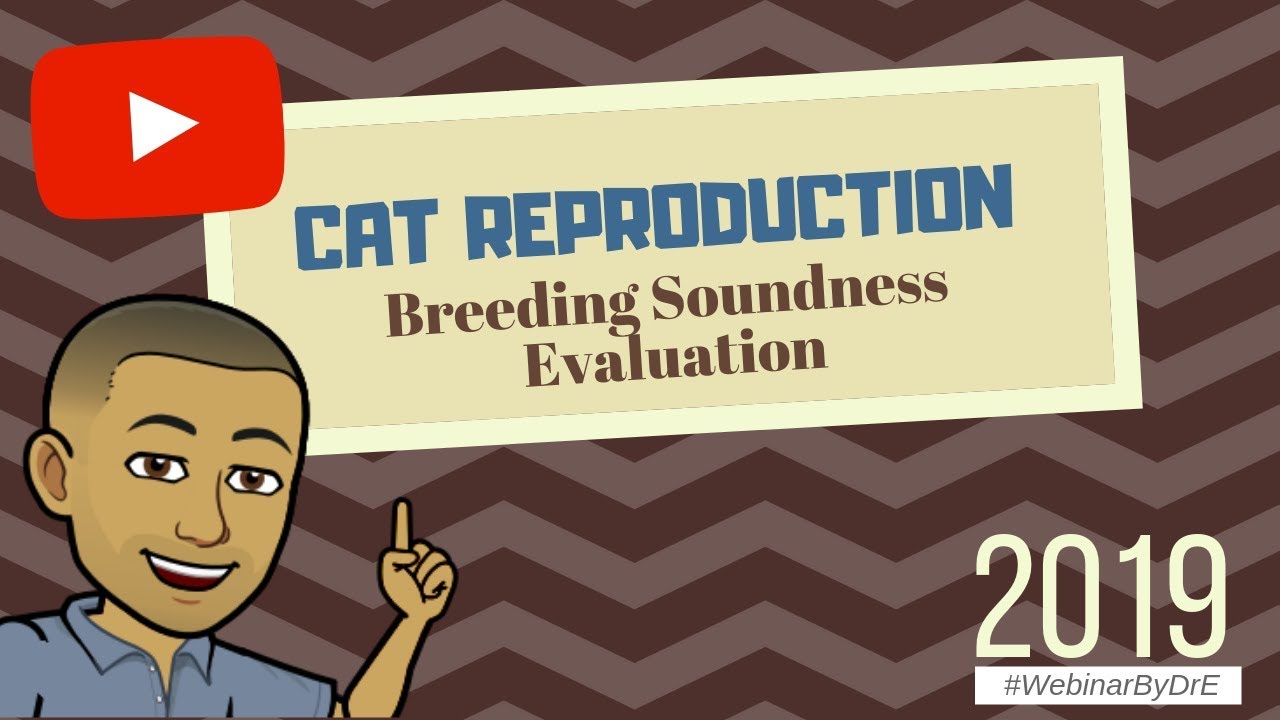Cat Reproduction : Breeding Soundness Evaluation (2019)