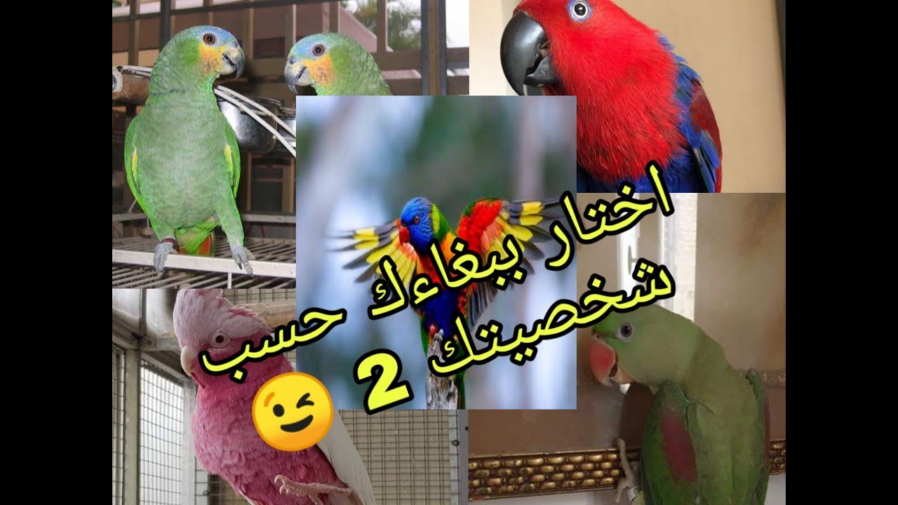 افضل 5 ببغاوات يمكن تربيتها كطيور اليفة | الجزء الثاني