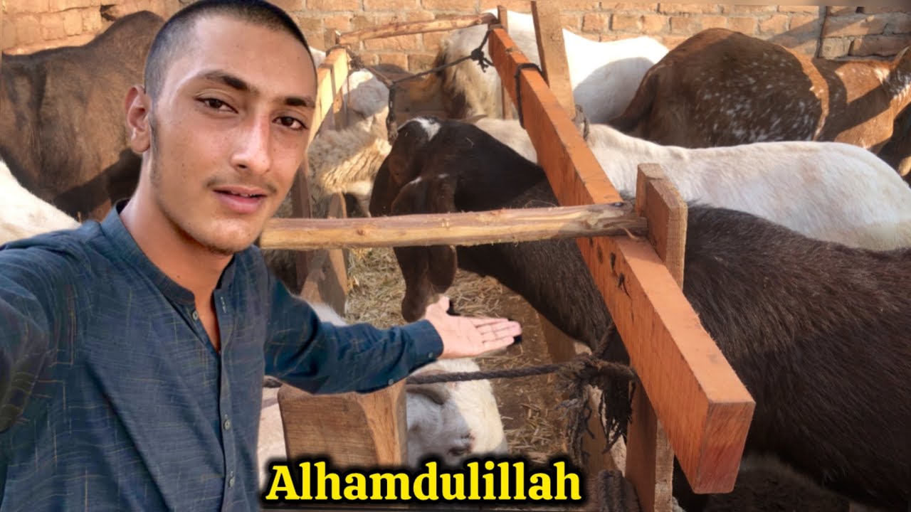 Alhamdulillah New Qurbani Ke Bakrey🥰
