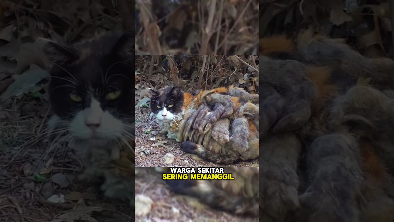 Kucing Jalanan Bulu Tebal dan Kusut😢