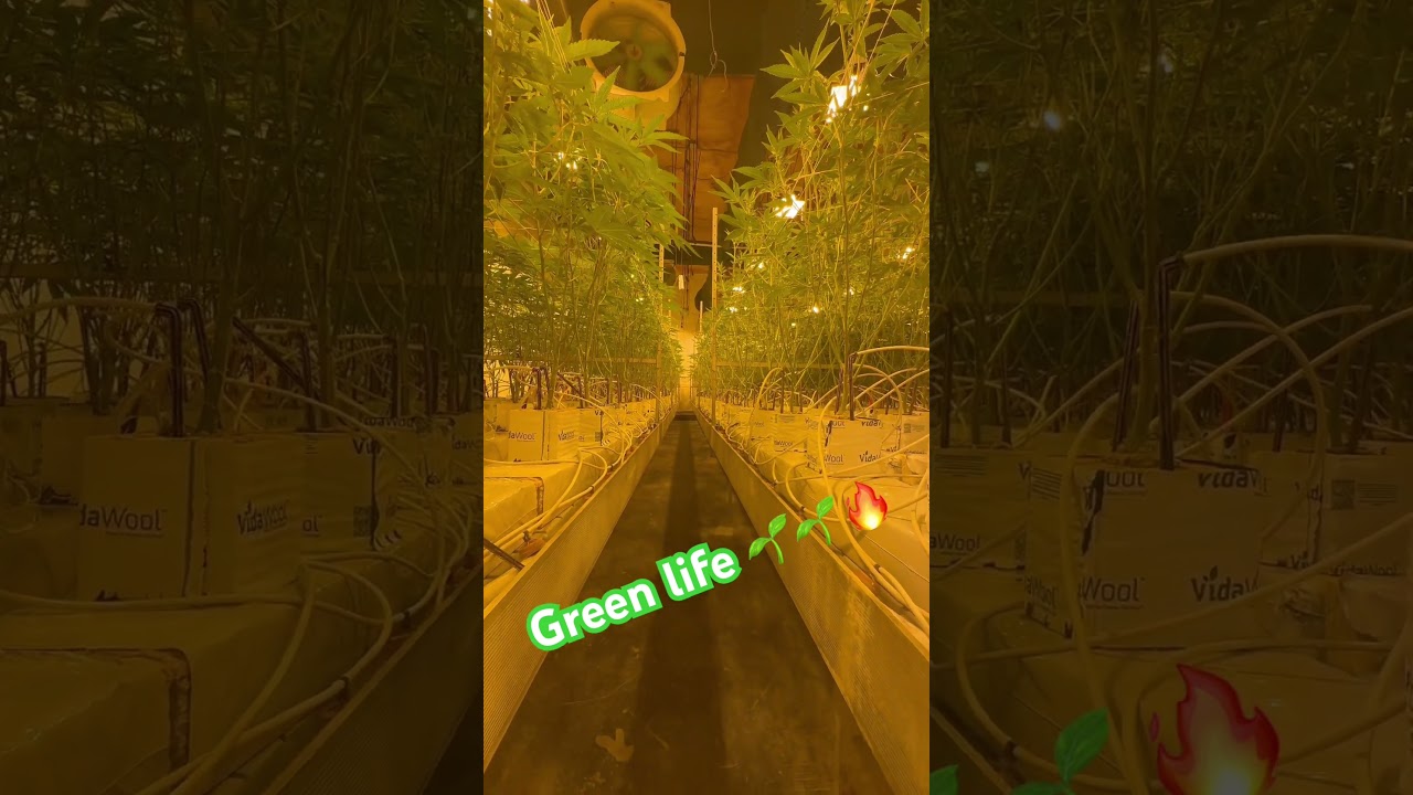 Indoor farms #hydroponics #weedgram #cannabiscommunity420 #budzzdrip710_#marihuanalegal #losangeles