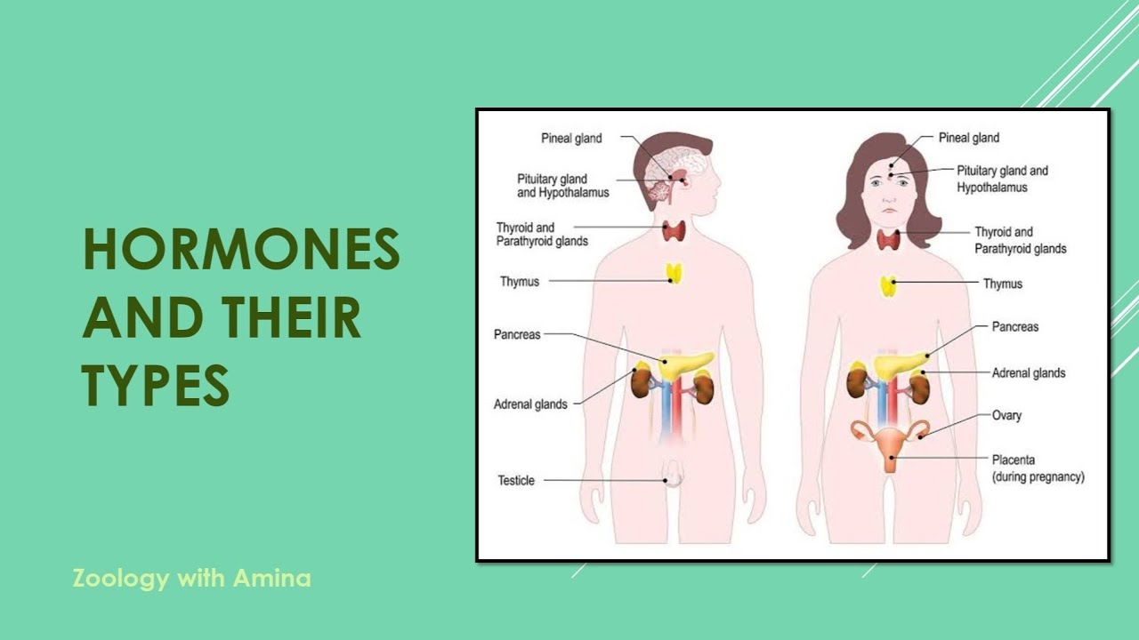 What are Hormones and their types | Zoology with Amina
