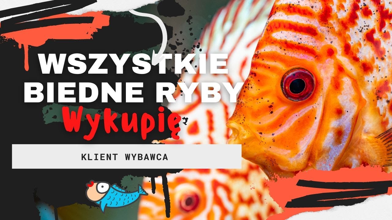 Klient wybawca, nie kupuj tych ryb | Pani Akwarystka
