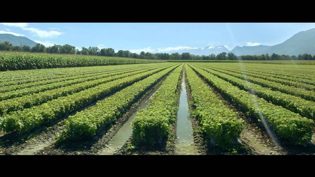 Vignoble de Savoie