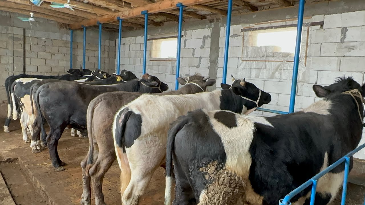 ISMOIL ARZONCHIDAN YANGI PARTIYA KELDI SHOSHILAMIZ SONI CHEKLANGAN ✅✅✅