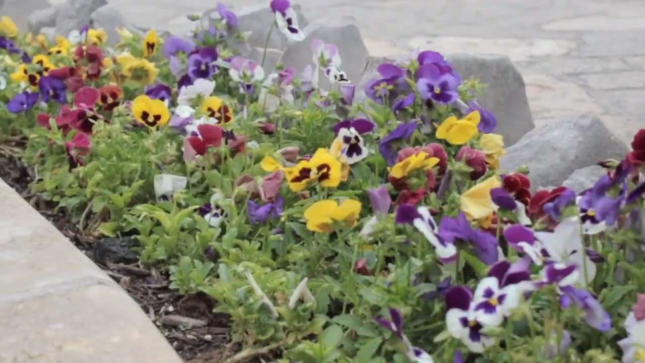 Lasting Landscapes: Irrigation Overview