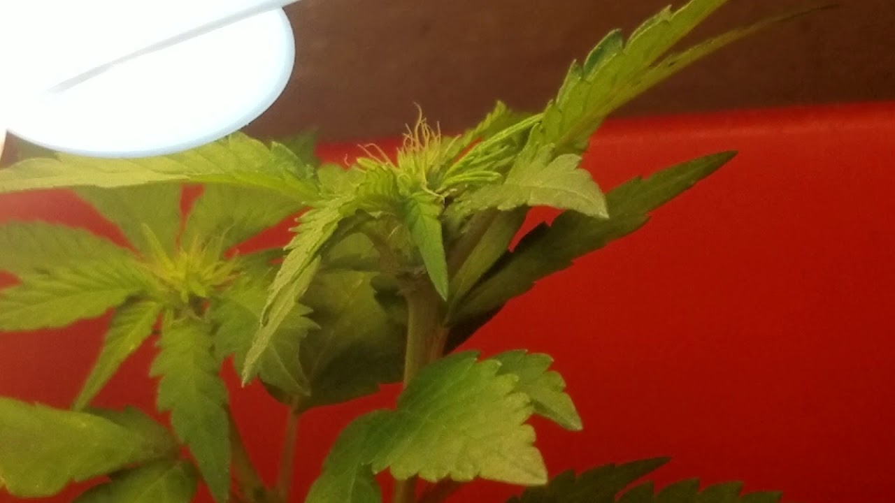 Close-up of my female weed plant