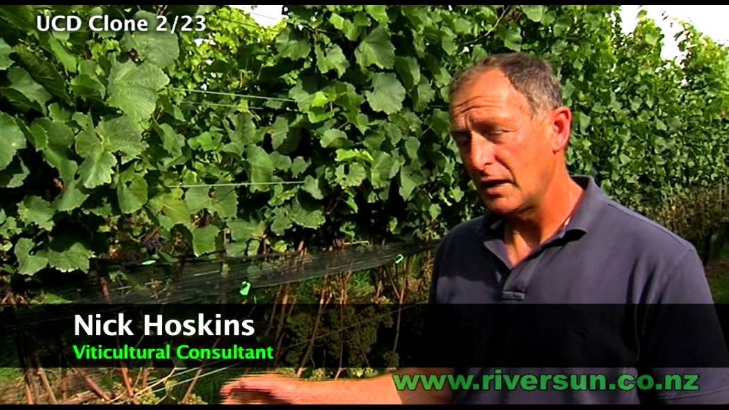 Riversun's Chardonnay Clones