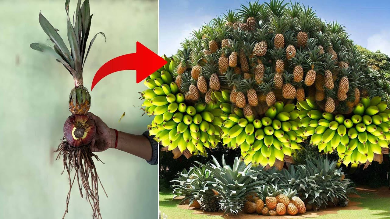 Amazing video showing how to grow pineapple with banana flower