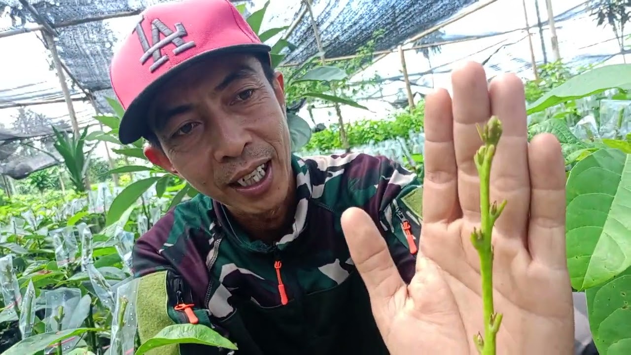 Cara menyambung ulang okulasi yang gagal👍🏻