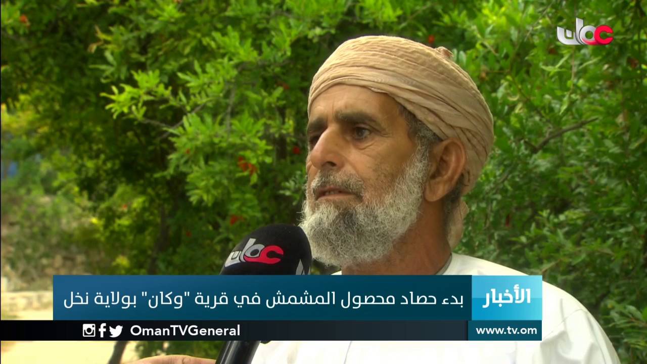 بدء حصاد محصول المشمش في قرية 