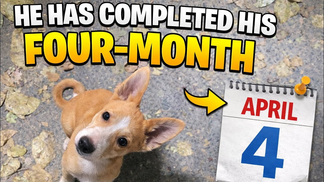 “4-month puppy update ,growing do fast!”