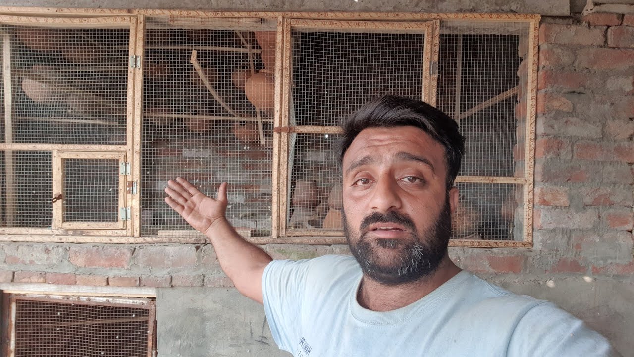 Budgies Parrot ka Setup Q Khatam Kiya Atna Nuksan q howa Sj pets Lover 