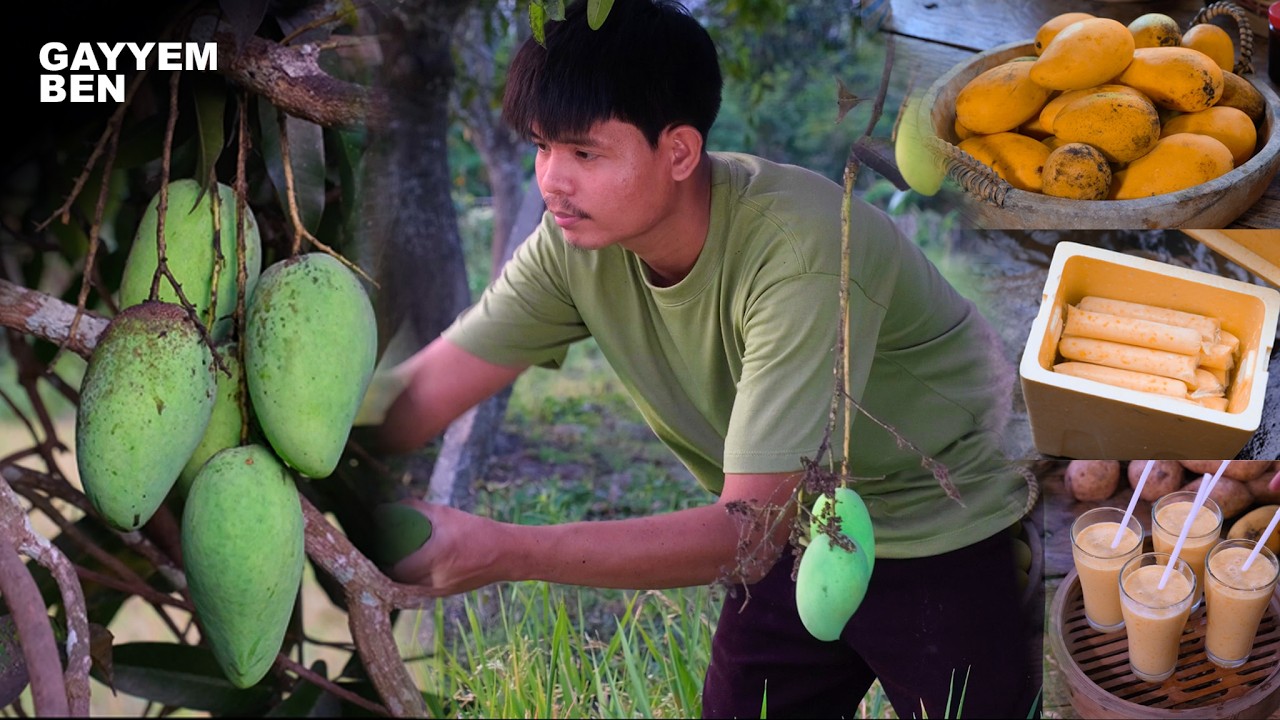 MANGO SEASON | Picked mangoes to ripen | Made savory dishes and cold desserts for the hot weather