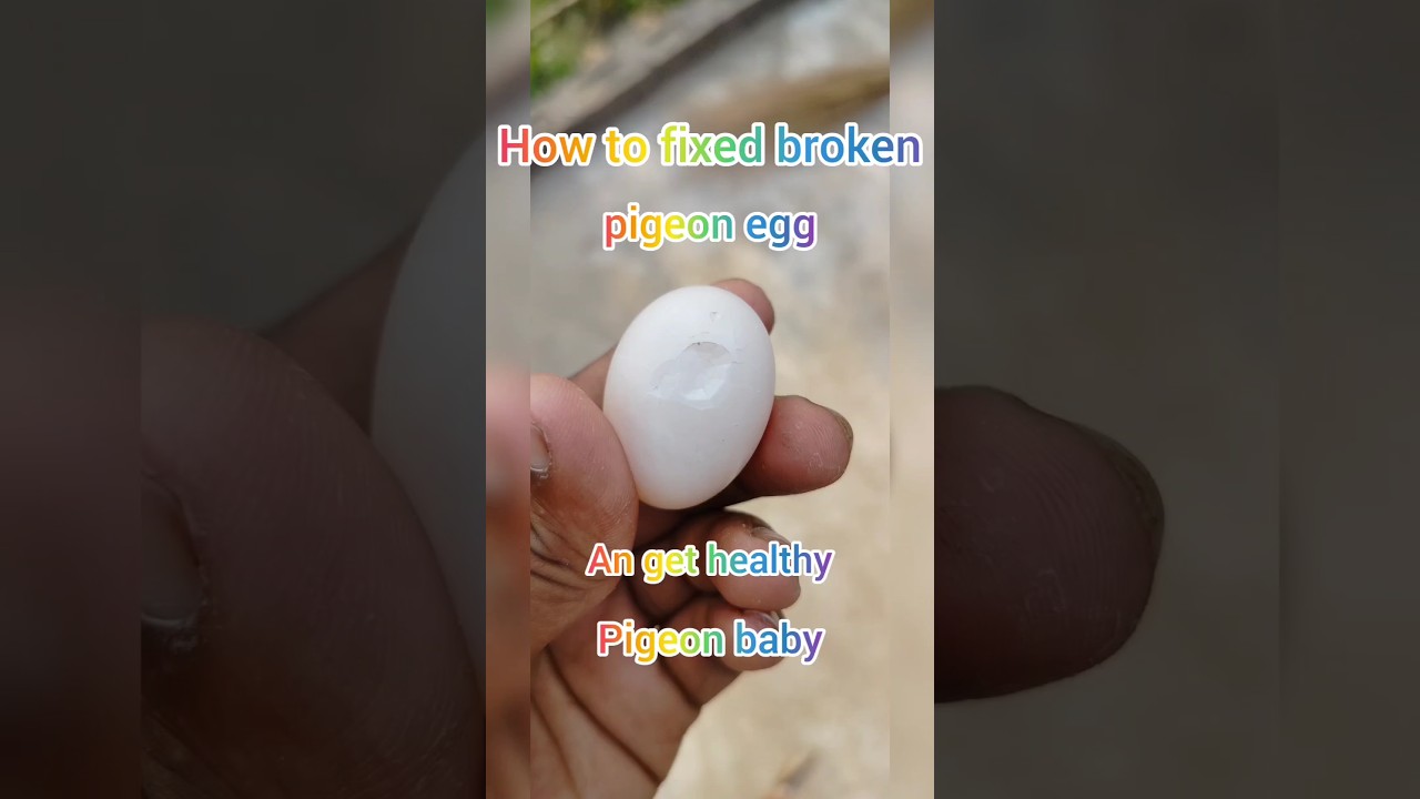 how to get pigeon baby with broken egg #viral #pigeonsworld7