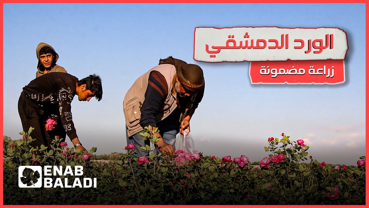 الورد الجوري ينعش قطاع الزراعة في ريف إدلب