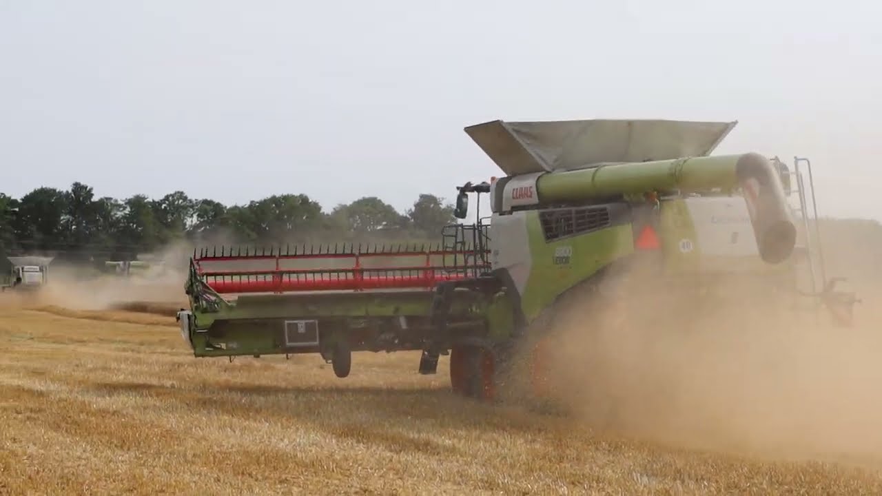 Bregentved . 4 Claas Lexion 8800 med convio 1230. Tærsker hvede 2024. Harvest 2024
