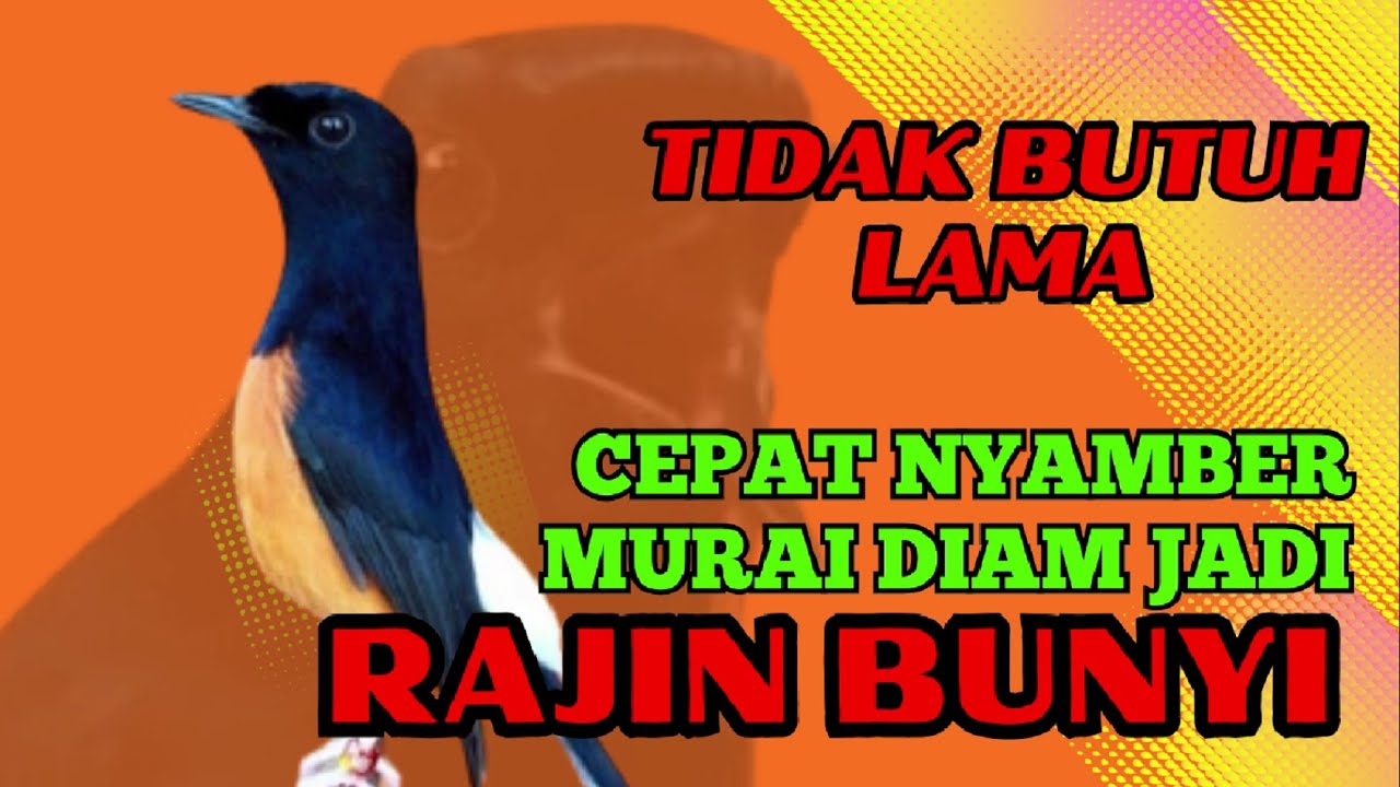 CEPAT NYAMBER✅✅ gak akan TAHAN diam murai mendengar pancingan ini✅✅