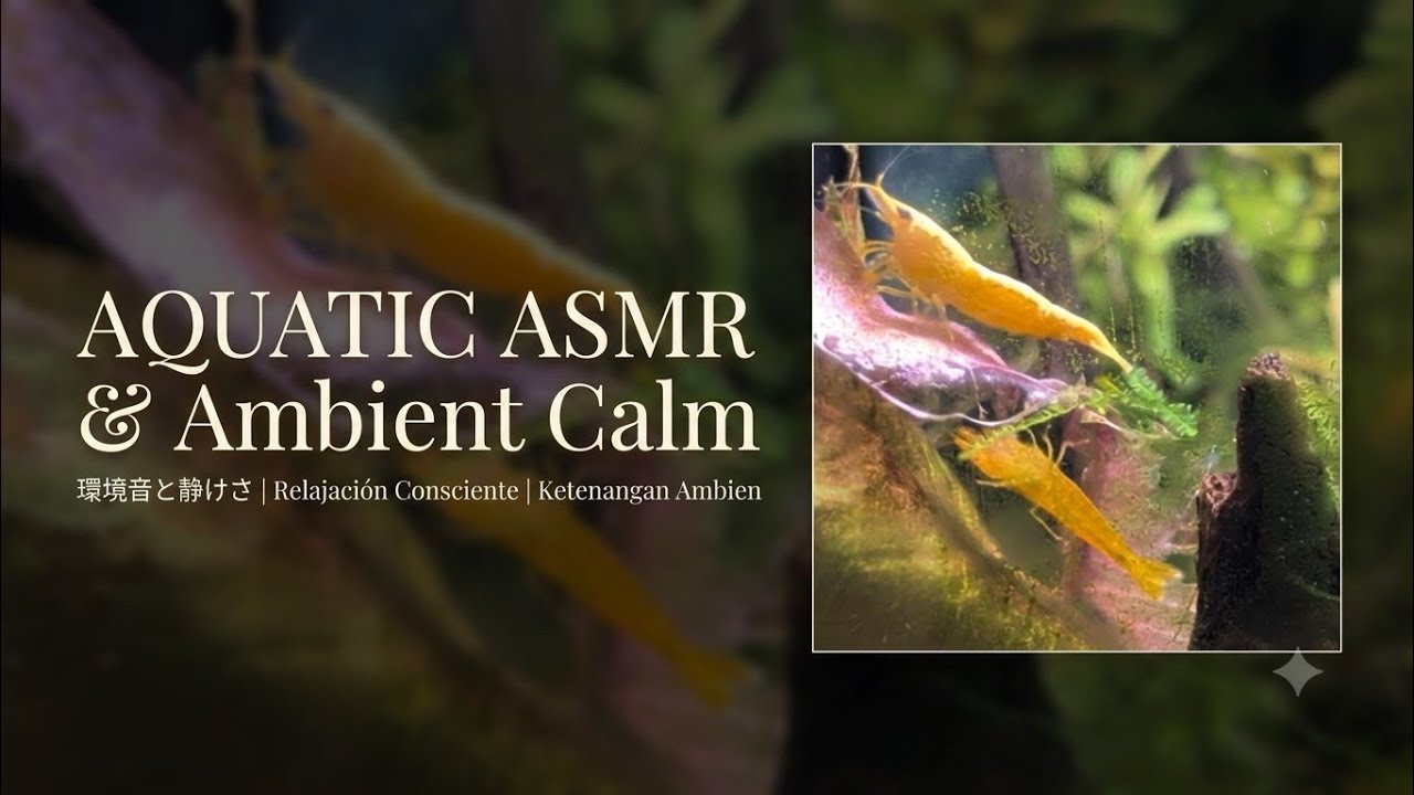 Aquatic ASMR & Ambient Calm | 20-Minute Visual Stillness | 60-Liter Jungle Aquarium