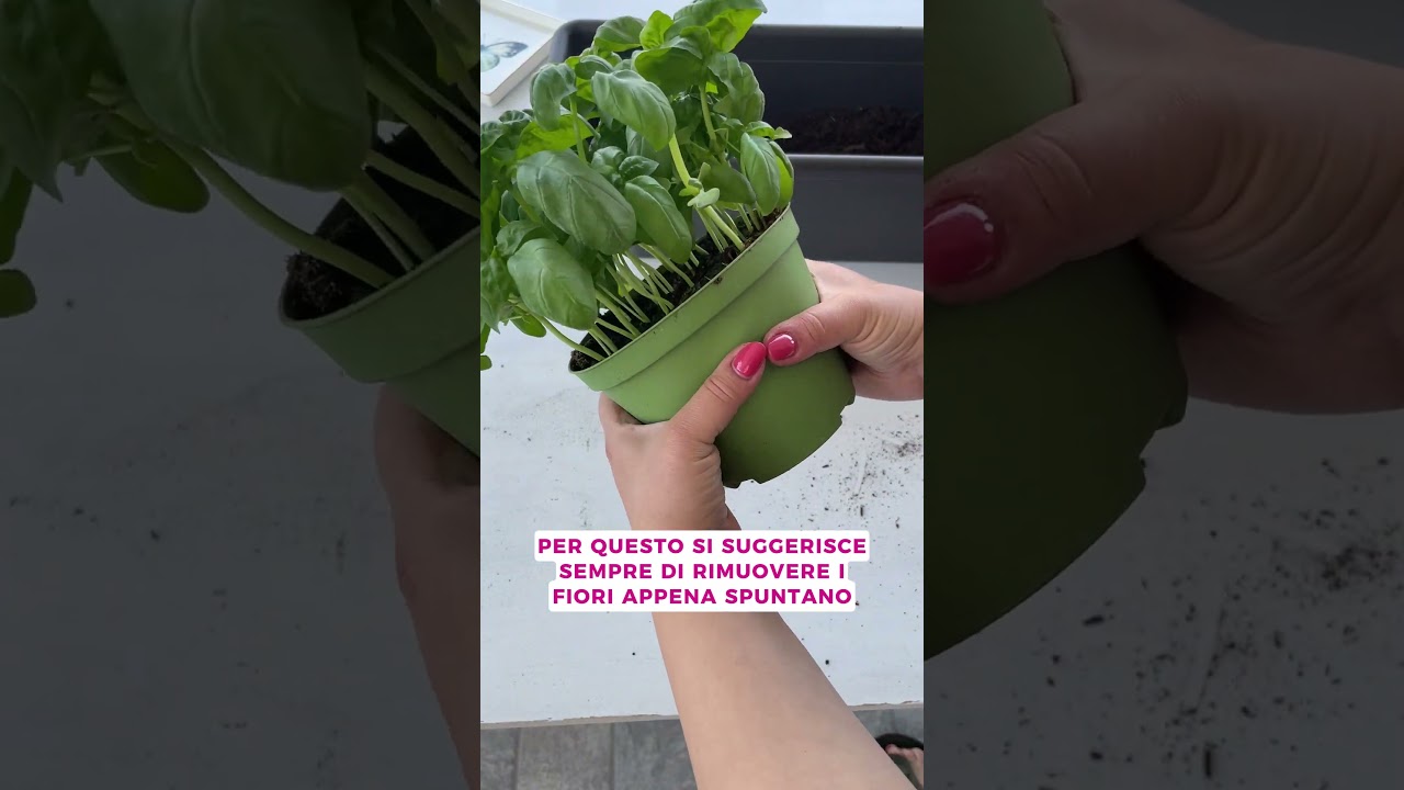 USARE LE FOGLIE DOPO LA CIMATURA DEI FIORI DI BASILICO #gardeningtips  #shorts #viral