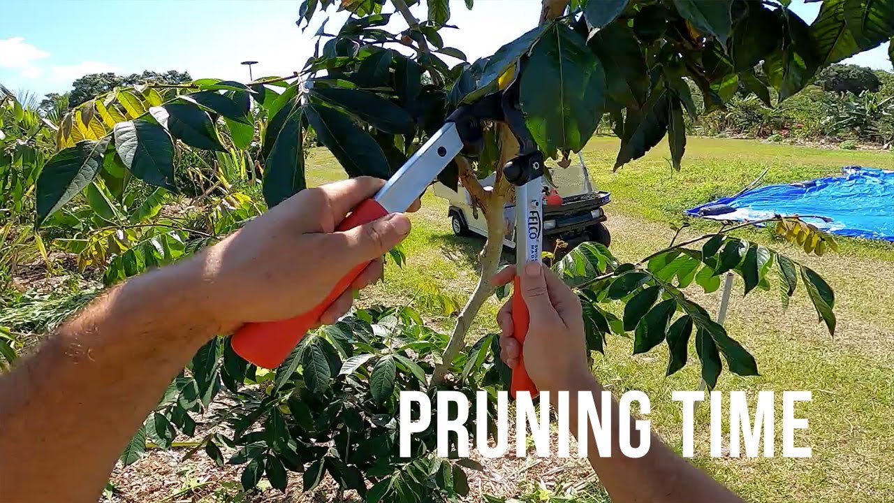 POV Pruning w/ FELCO Loppers
