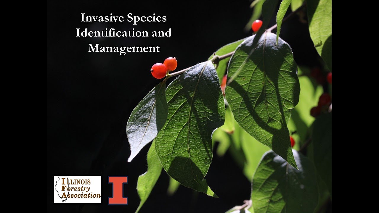Invasive Species Identification and Management Webinar