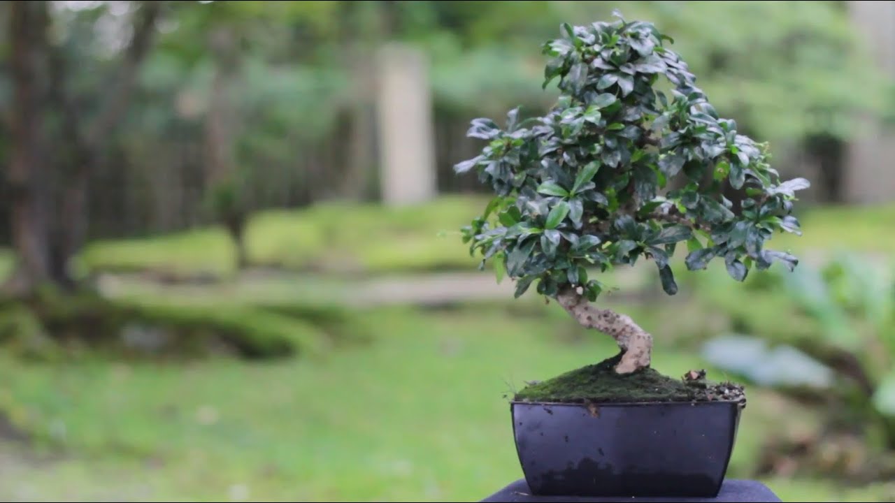 Indoor Bonsai care