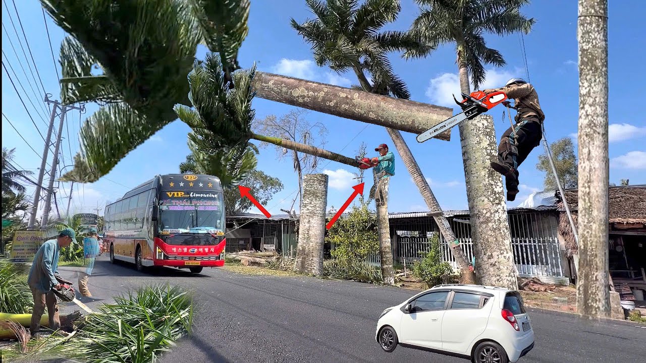 Cưa hàng cây Cao trên nóc nhà ngã xuống lộ xe đang chạy tấp nập .